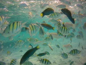 Pulau seribu - Pulau Perak - Fish