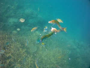 Pulau seribu - Pulau Perak - Fish