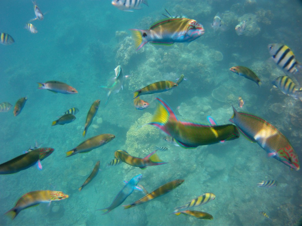 Pulau Seribu Fish